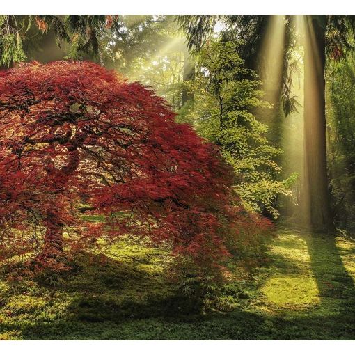 Εικόνα της Heye Puzzle - Magic Forests - Guiding Light 1000pcs 29855