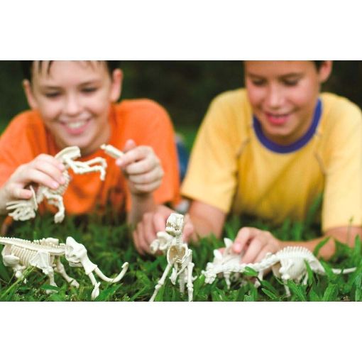 Εικόνα της 4M Toys - Ανασκαφή Σκελετού Δεινόσαυρου, Βελοσιράπτορας 4M0023