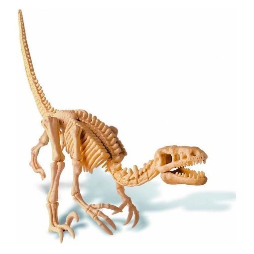 Εικόνα της 4M Toys - Ανασκαφή Σκελετού Δεινόσαυρου, Βελοσιράπτορας 4M0023