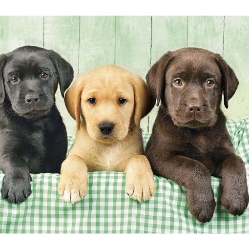 Εικόνα της Clementoni - Puzzle High Quality Collection Κουταβάκια Λαμπραντόρ 1000pcs 1220-39279