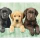 Εικόνα της Clementoni - Puzzle High Quality Collection Κουταβάκια Λαμπραντόρ 1000pcs 1220-39279