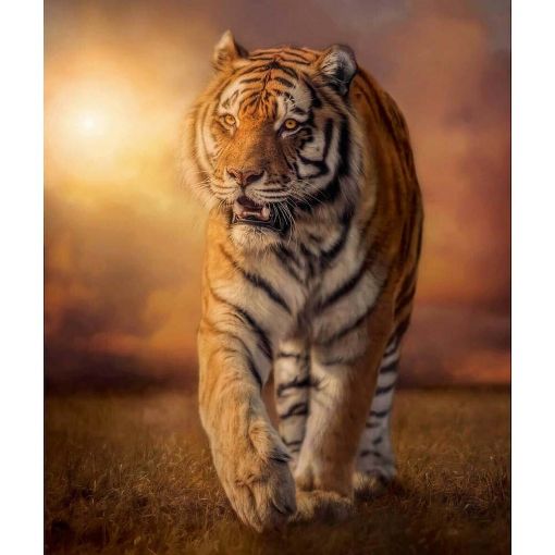 Εικόνα της Clementoni - Puzzle High Quality Collection Τίγρης 1500pcs 1220-31806