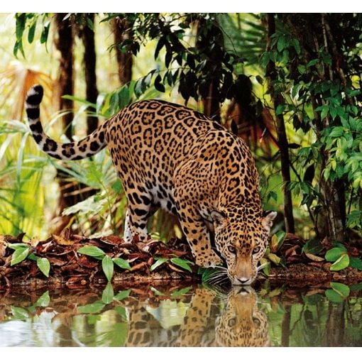 Εικόνα της Clementoni - Puzzle High Quality Collection Λεοπάρδαλη 2000pcs 1220-32537