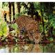 Εικόνα της Clementoni - Puzzle High Quality Collection Λεοπάρδαλη 2000pcs 1220-32537