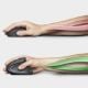 Εικόνα της Ποντίκι Trust Verto Wireless Ergonomic 22879