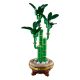 Εικόνα της LEGO Botanicals: Lucky Bamboo 10344