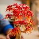 Εικόνα της LEGO Botanicals: Japanese Red Maple Bonsai Tree 10348