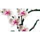 Εικόνα της LEGO Botanicals: Orchid 10311