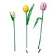 Εικόνα της LEGO Botanicals: Tulip Bouquet 11501