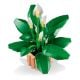 Εικόνα της LEGO Botanicals: Peace Lily 11504