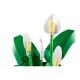 Εικόνα της LEGO Botanicals: Peace Lily 11504